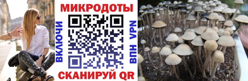 купить   Закаменск  Галлюциногенные грибы Psilocybe 